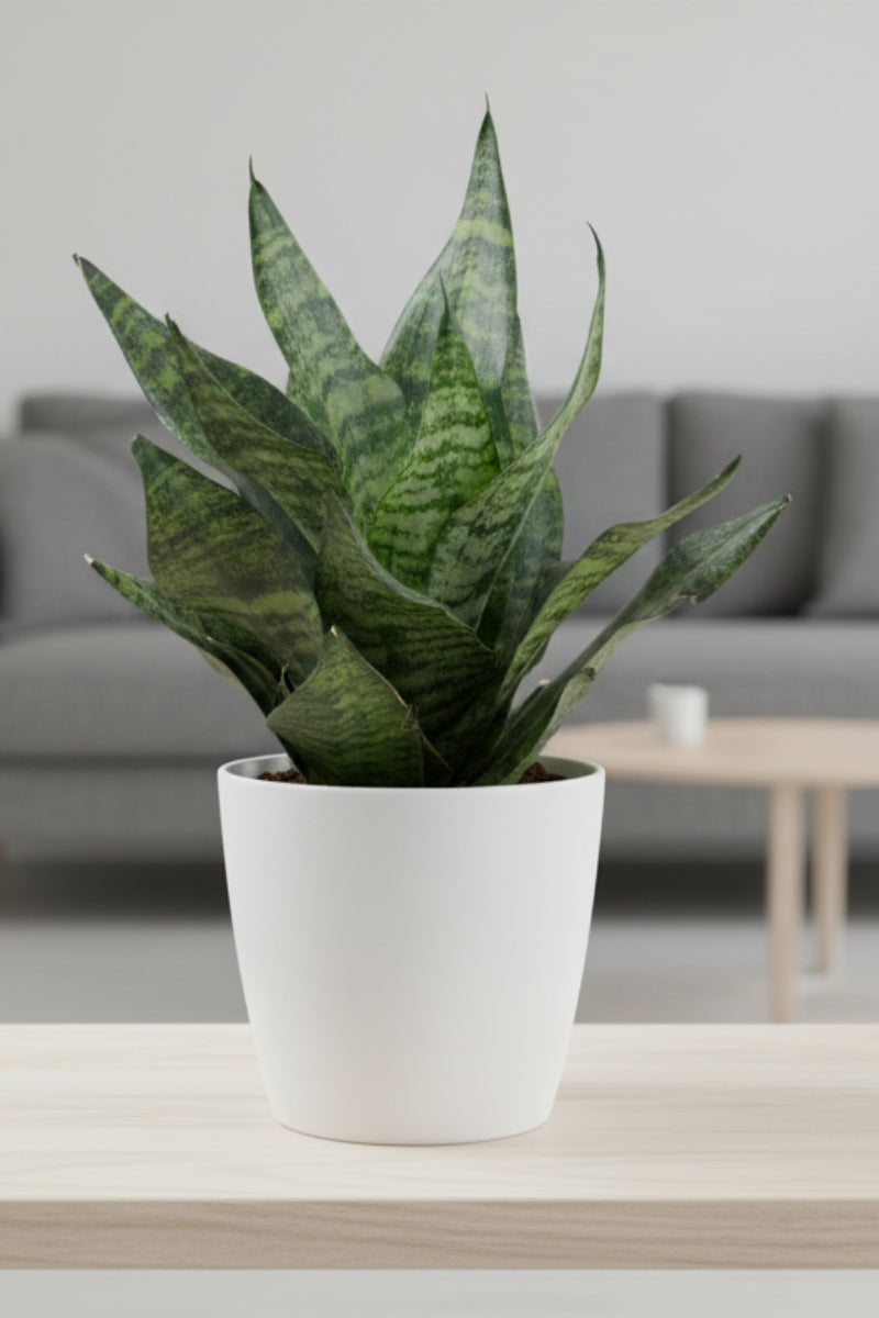 Snake Plant, Zeylanica Superba 4"