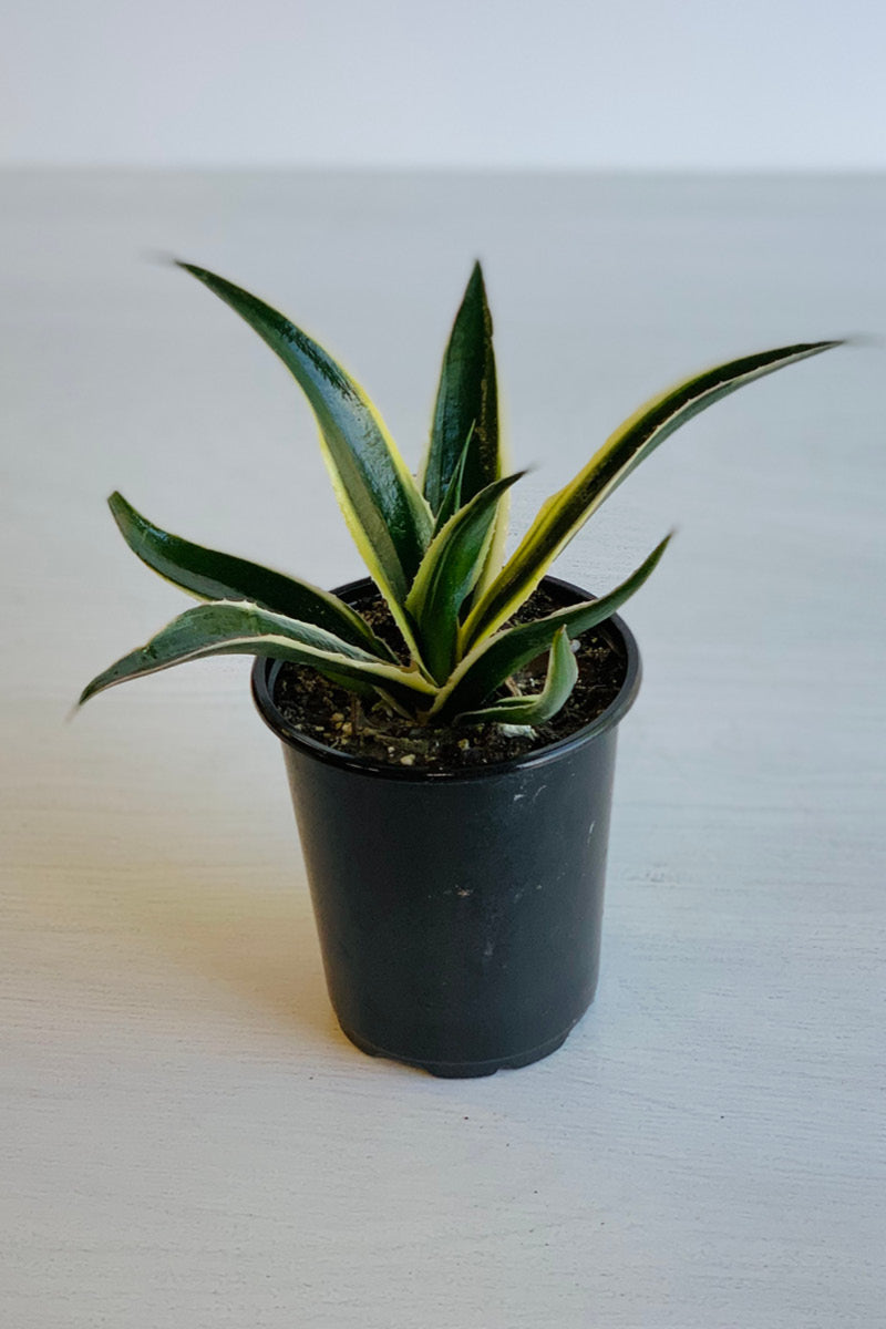 Mangave, Snow Leopard