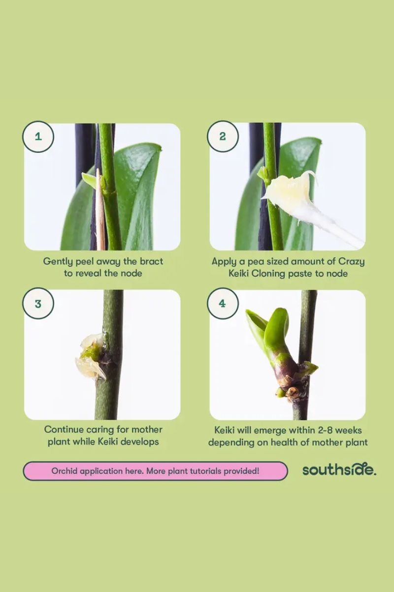 Southside Plants Crazy Keiki Cloning Paste