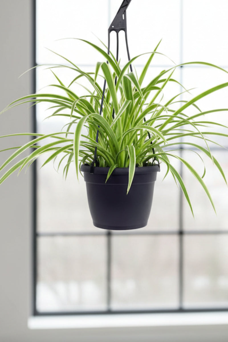 Spider Plant, 6" Hanging Basket