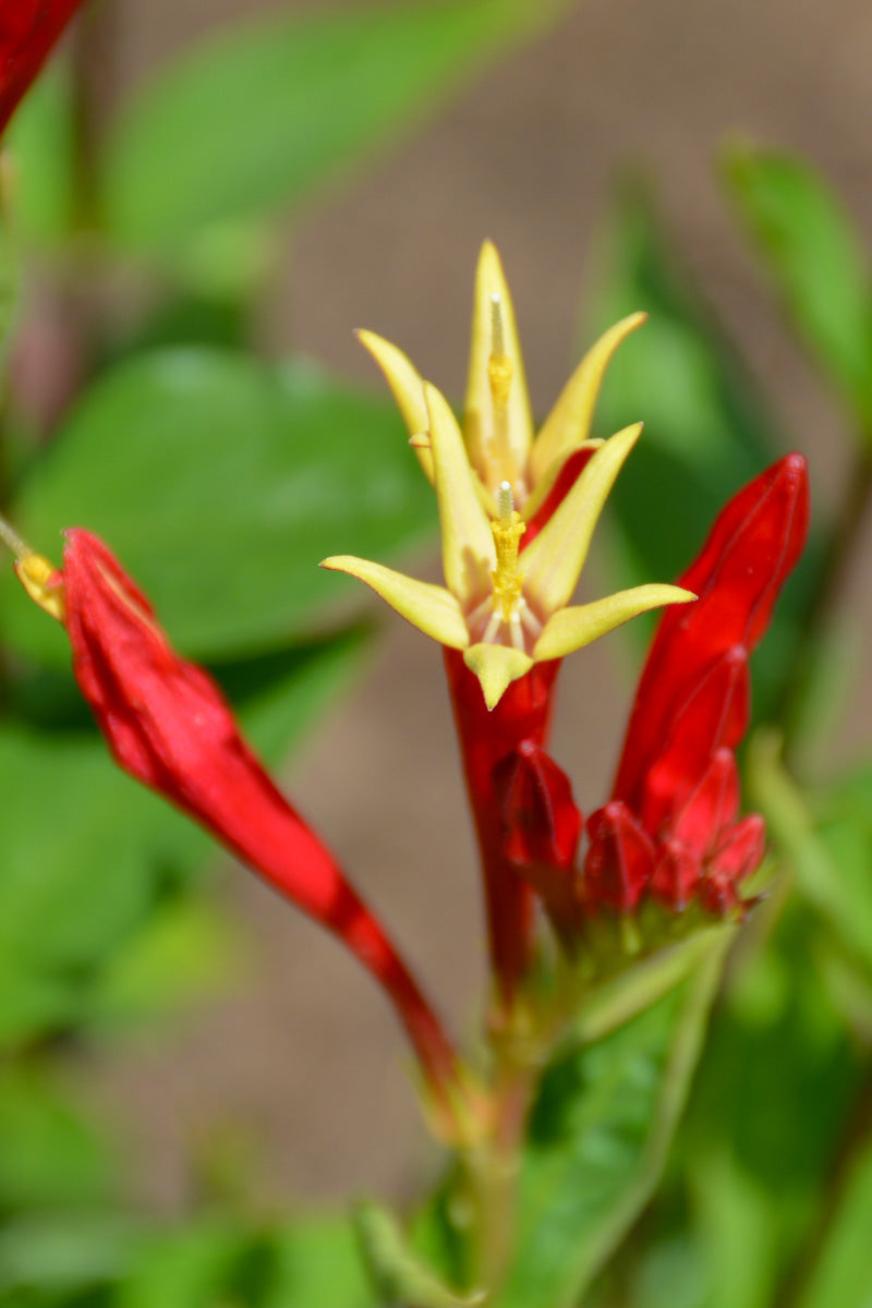 Spigelia, Little Redhead