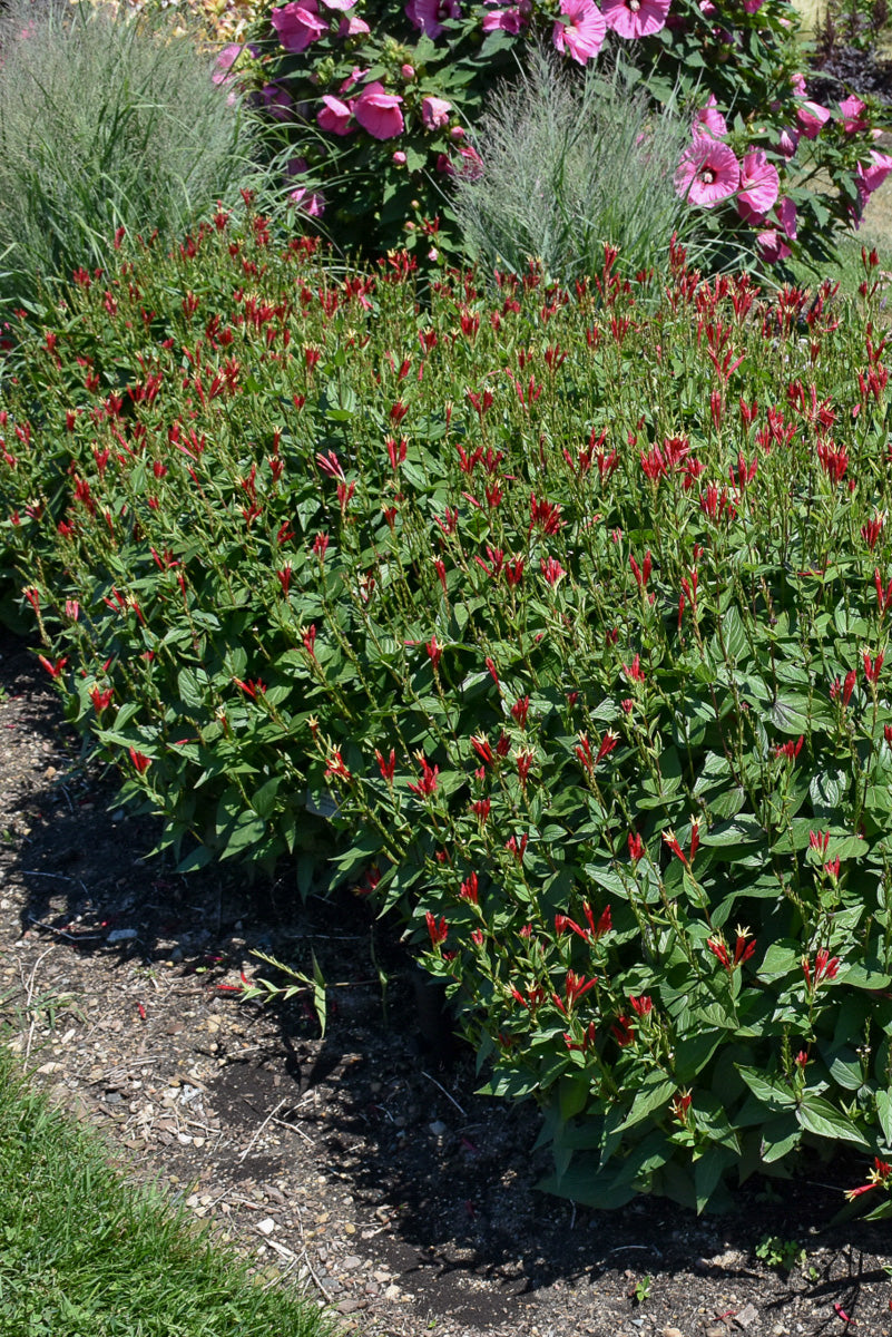 Spigelia, Little Redhead