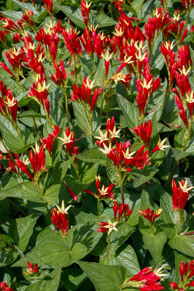 Spigelia, Little Redhead