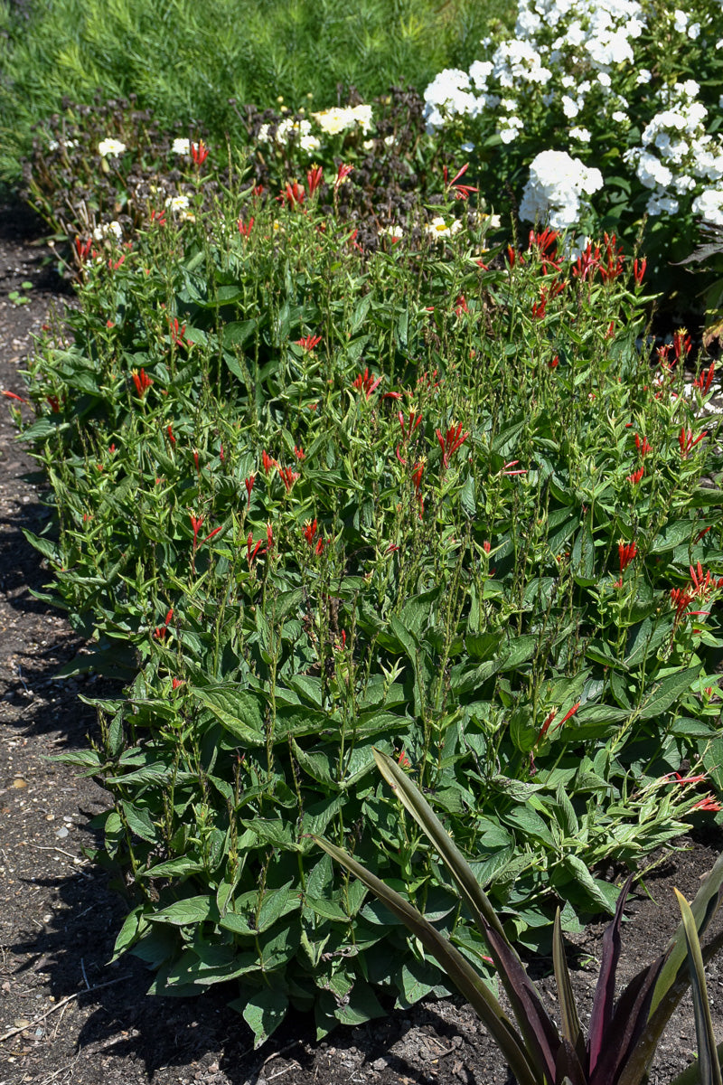 Indian Paintbrush, Ragin Cajun