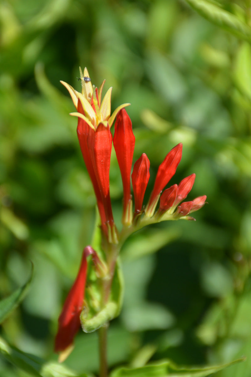 Indian Paintbrush, Ragin Cajun