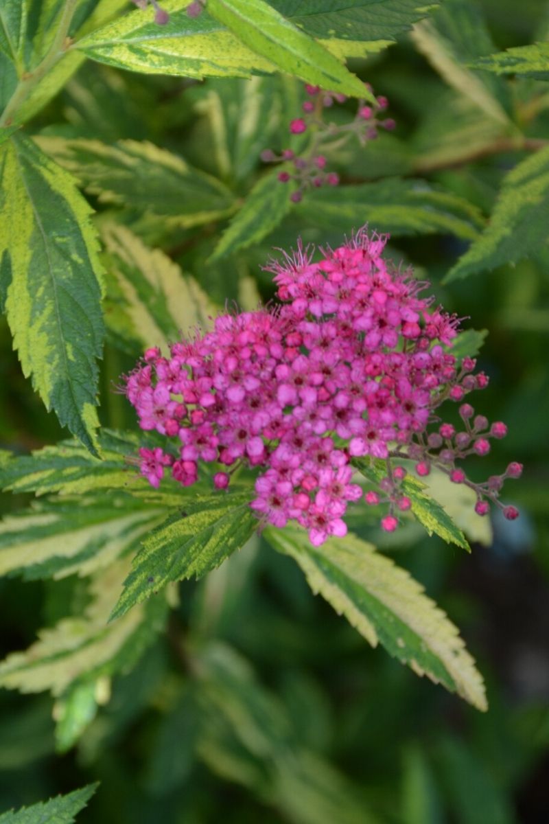 Spirea, Double Play Paint Lady