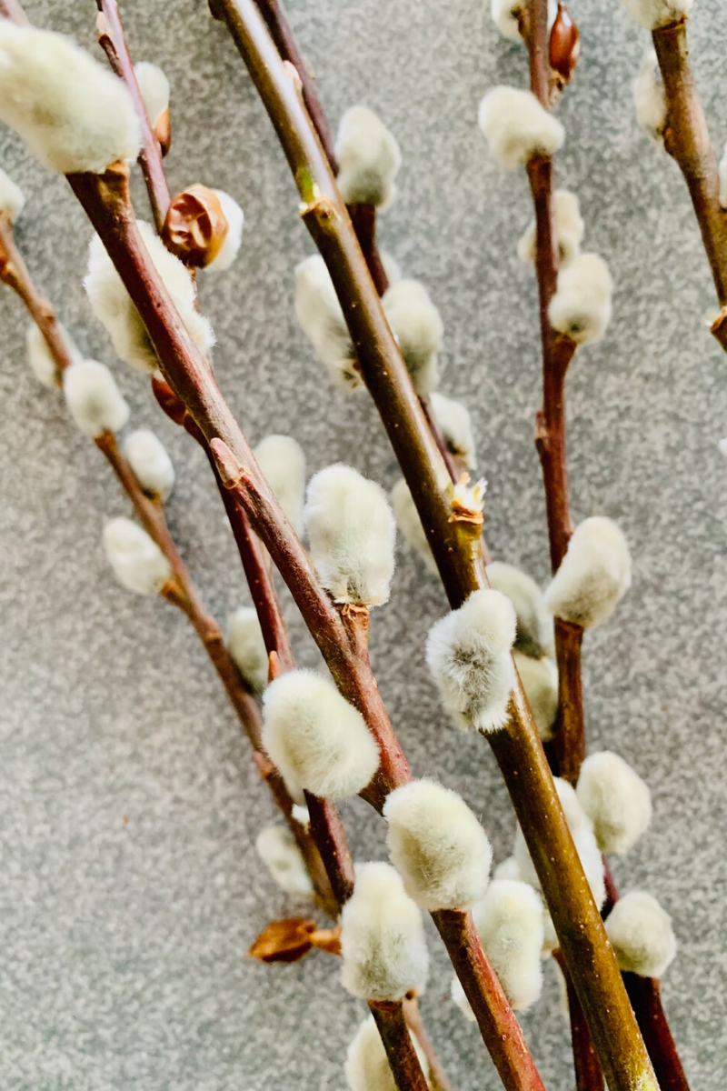 Seasonal Stem, Pussy Willow 48