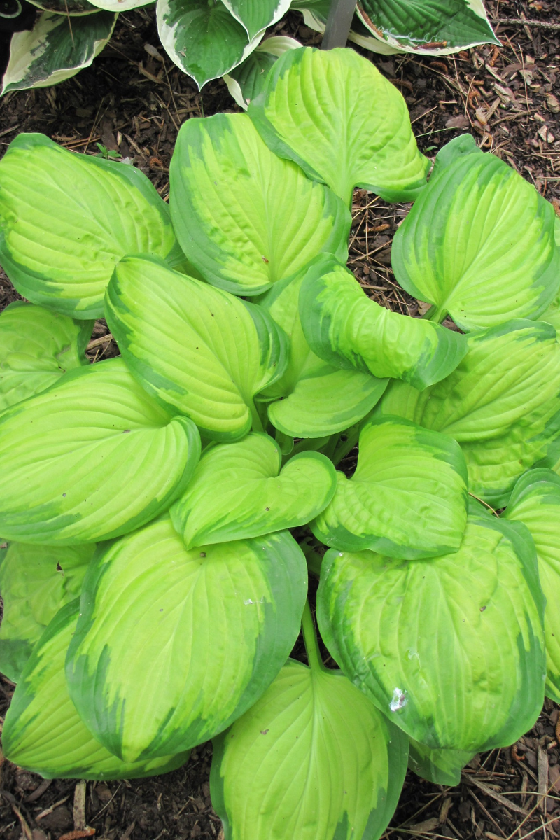 Hosta, Stained Glass