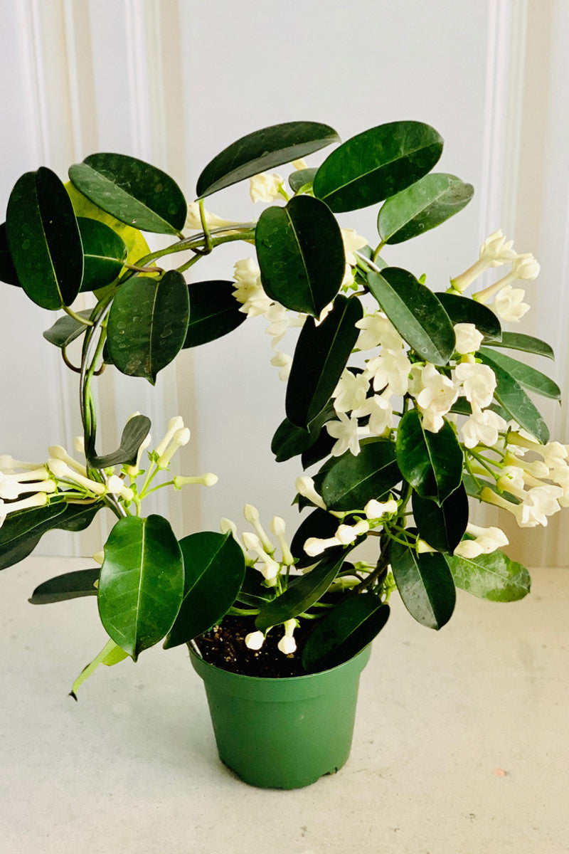 Stephanotis, Madagascar Jasmine 5" Hoop