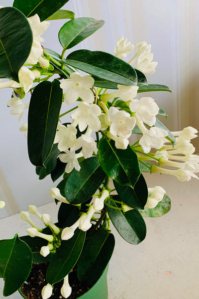madagascar jasmine house plant Stephanotis, Madagascar Jasmine 5" Hoop
