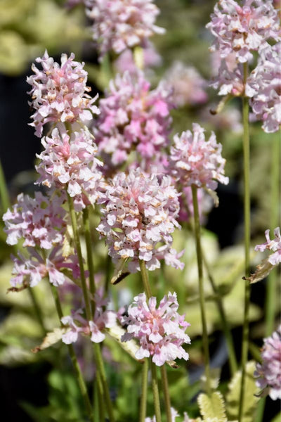 Stachys, Pink Cotton Candy