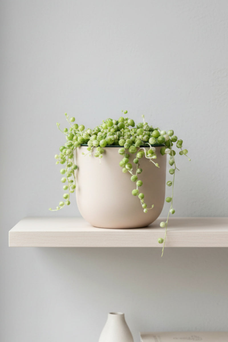 Succulents, String of Pearls Variegated 4"