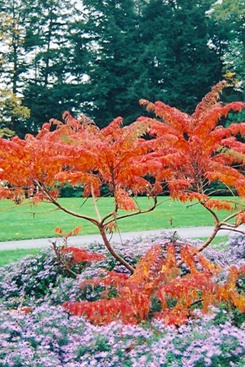Sumac, Staghorn Cutleaf