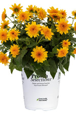 Sunfinity double yellow sunflower