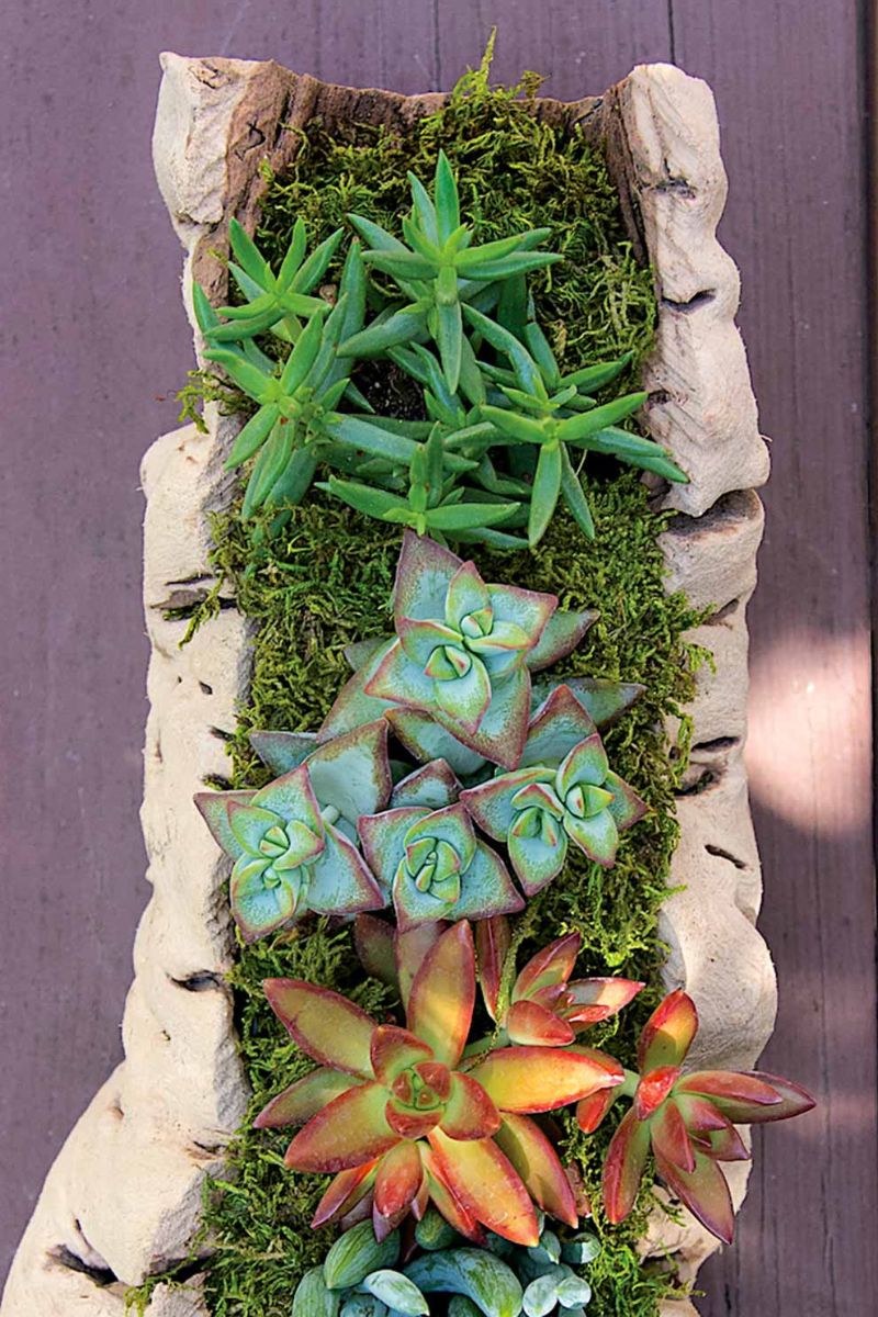 SuperMoss Grapevine Planter Medium