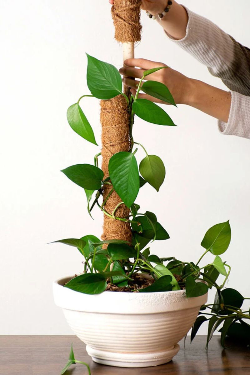 SuperMoss Stackable Coco Pole 18"