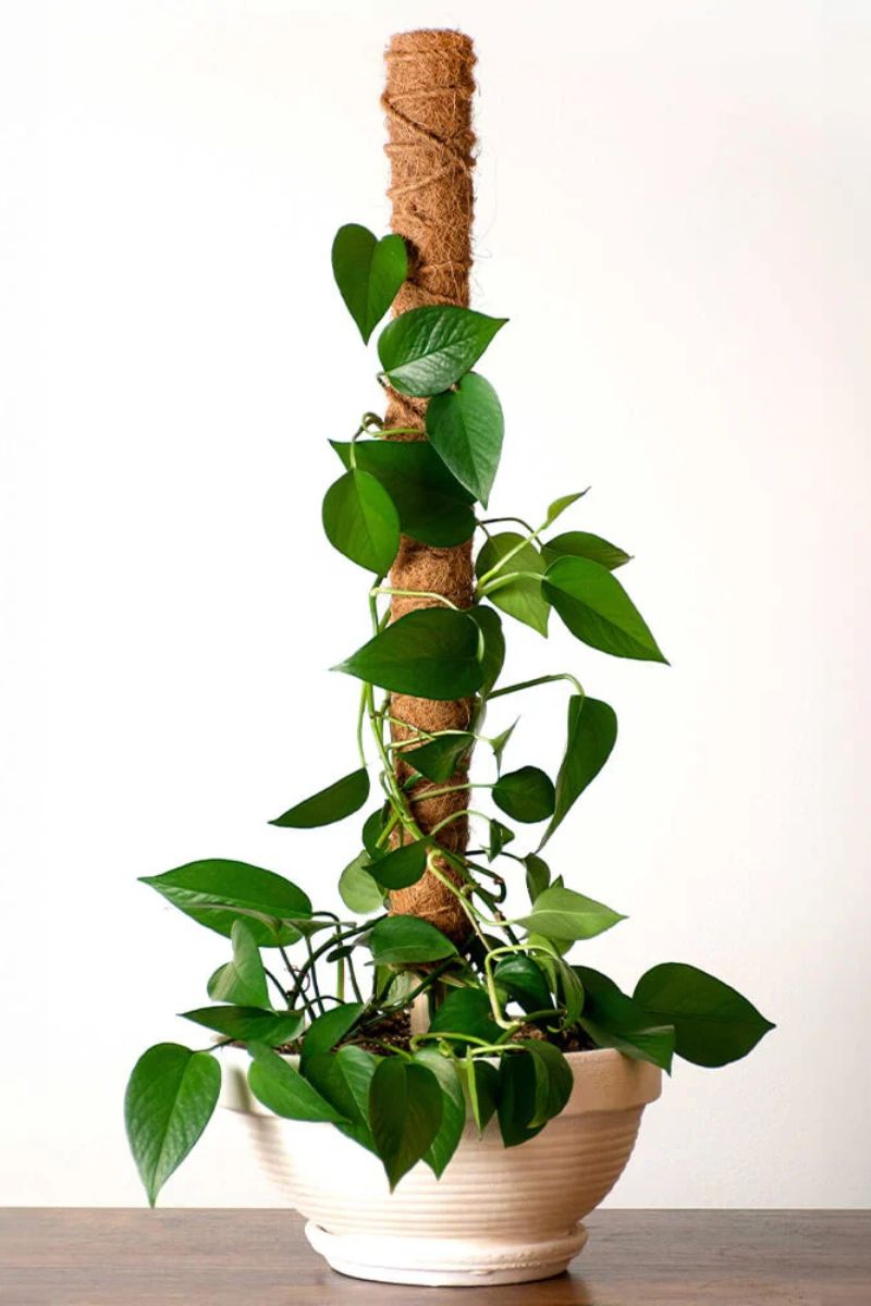 SuperMoss Stackable Coco Pole 18"