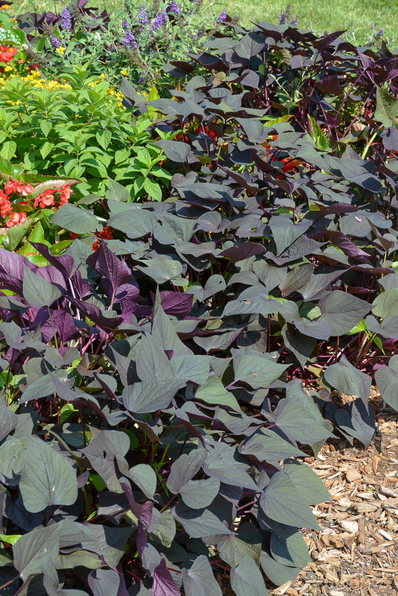 Sweet Potato Black Heart