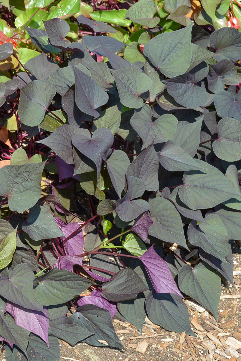 Sweet Potato Black Heart