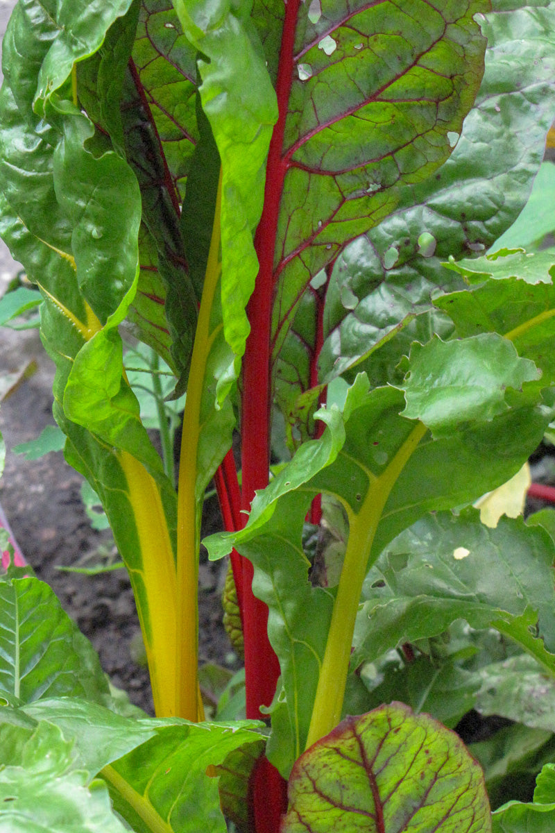 Swiss Chard Bright Lights