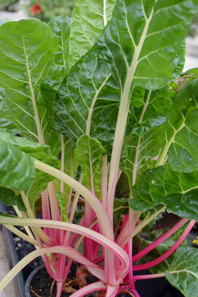 Swiss Chard Peppermint
