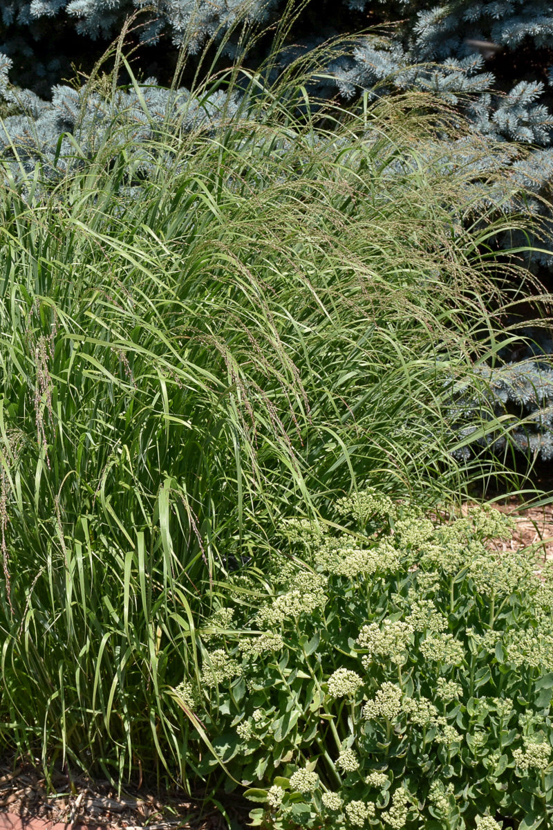 Grass, Switch Rotstrahlbusch