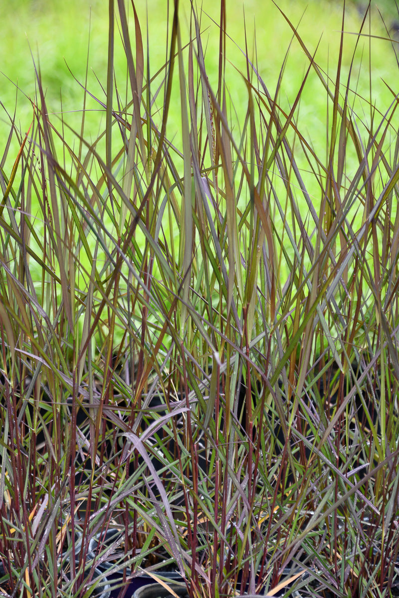 Switchgrass, Dust in the Wind