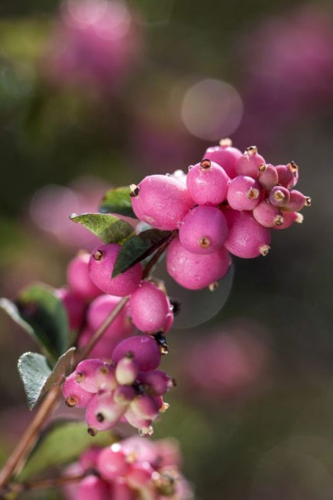 Snowberry, Candy