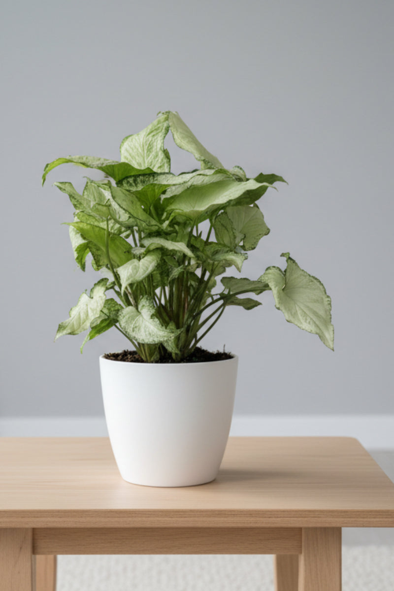 Syngonium, Holly 6"