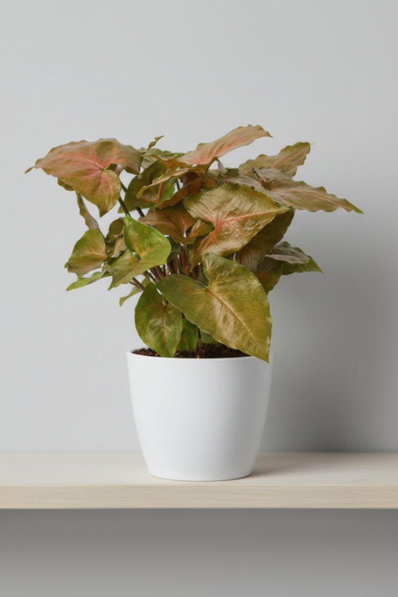 Syngonium, (Nephthytis) Arrowhead Merry Maria 4"