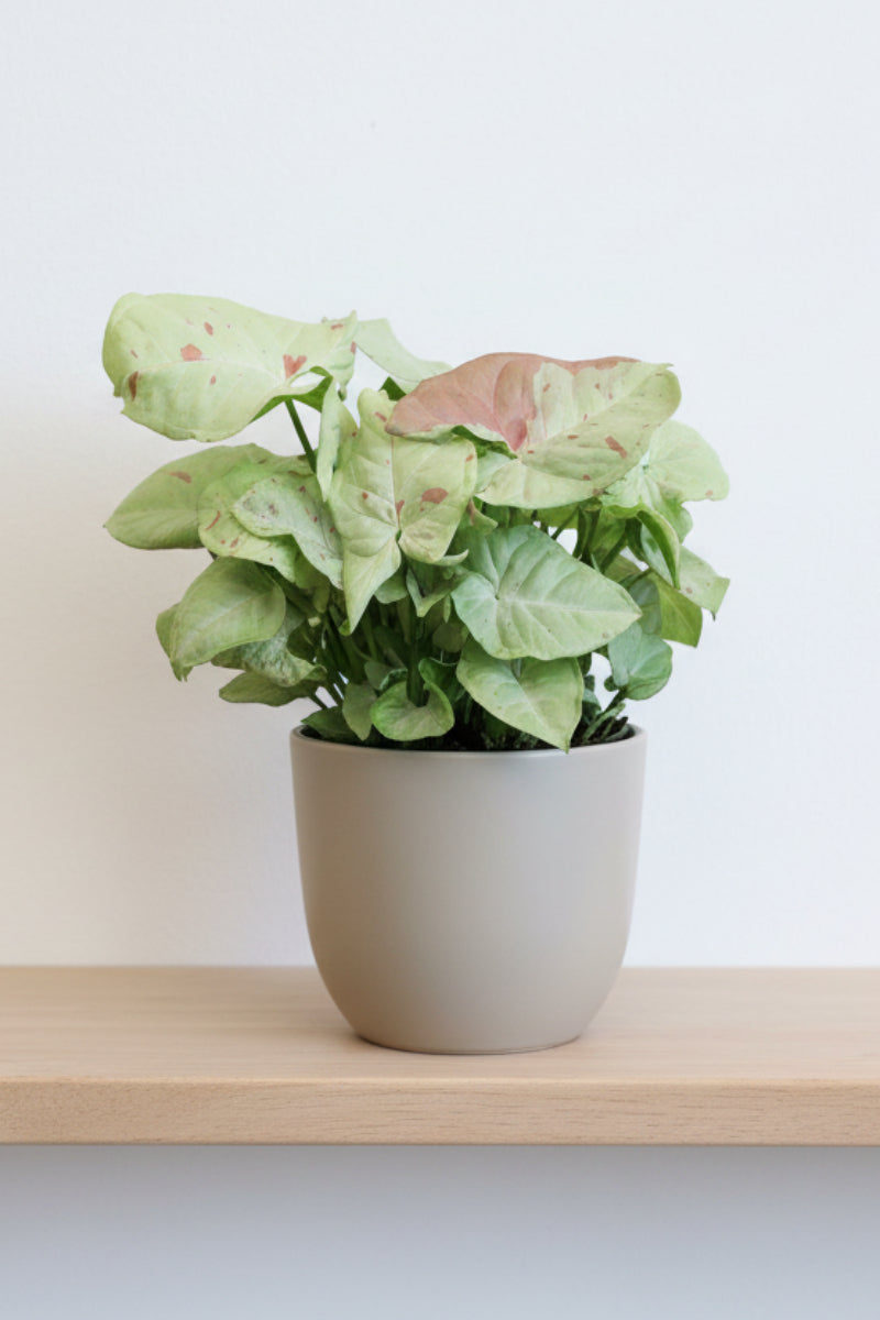 Syngonium, Milk Confetti 6"