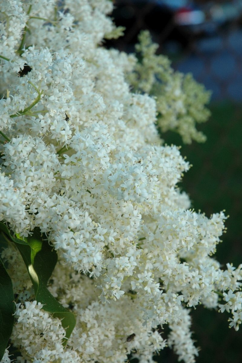 Lilac, Japanese Tree Signature