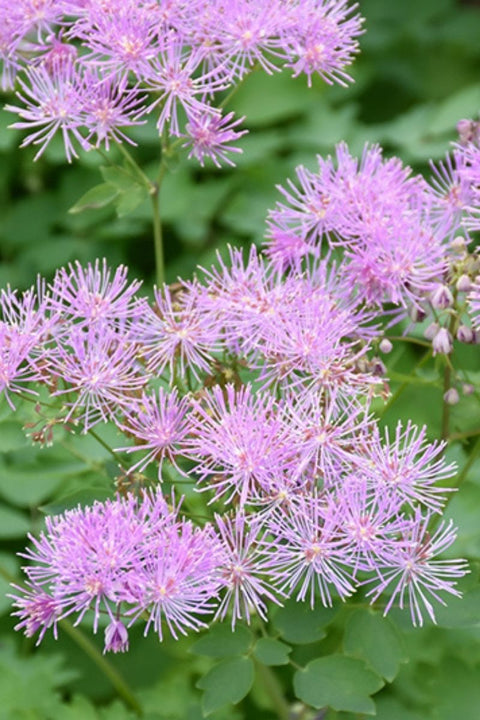 Meadow Rue