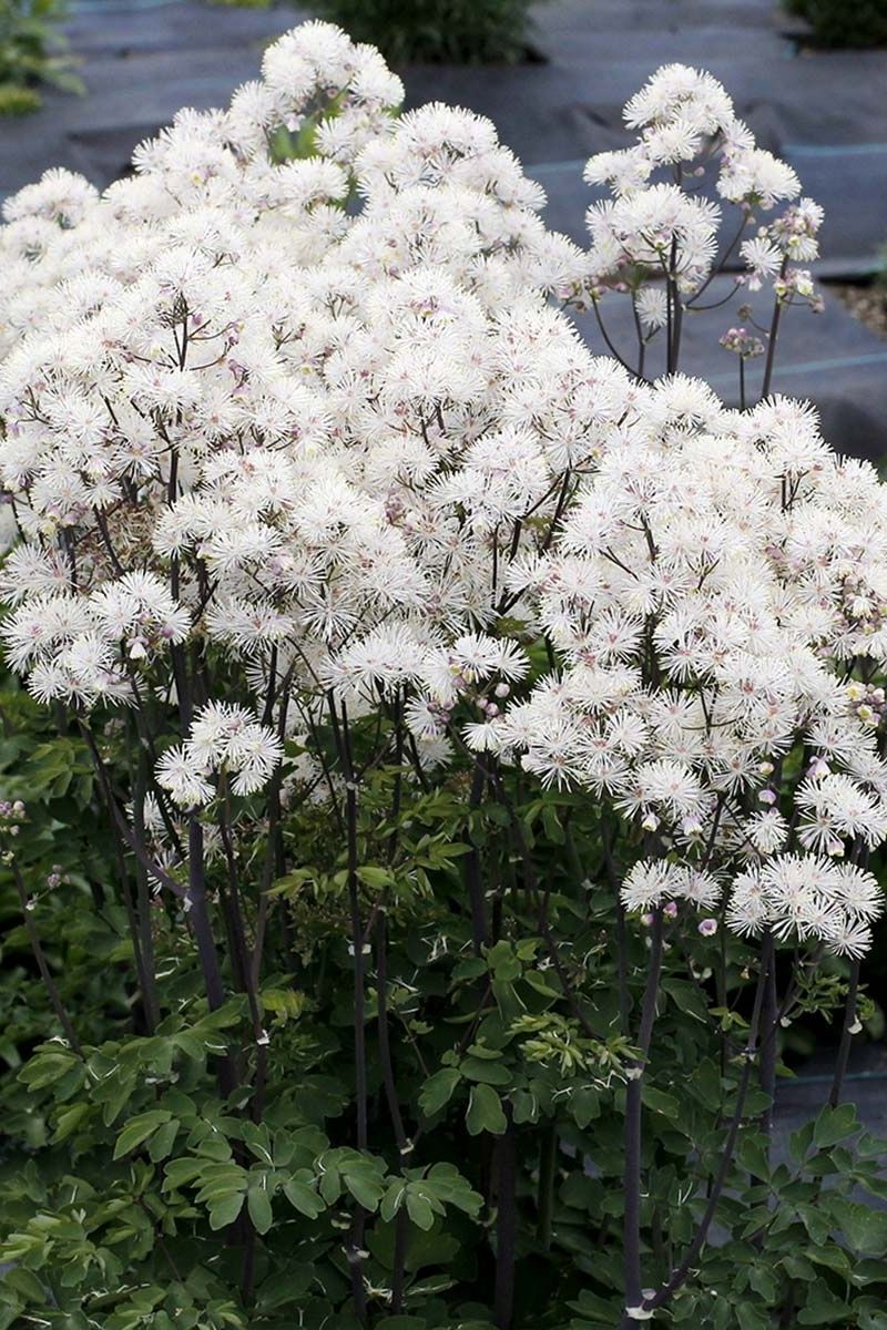 Meadow Rue, Nimbus White