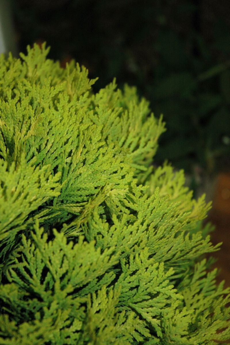 Arborvitae, Anna's Magic Ball