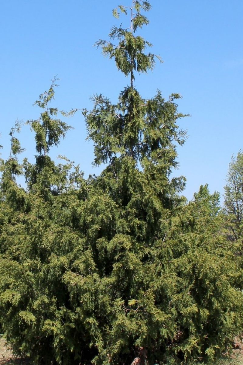 Arborvitae, Nordic Spire