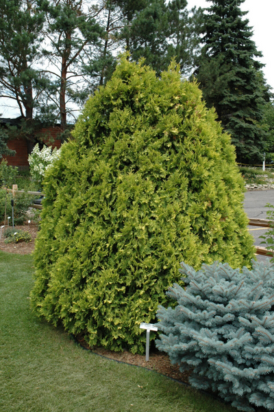 Arborvitae, Sunkist