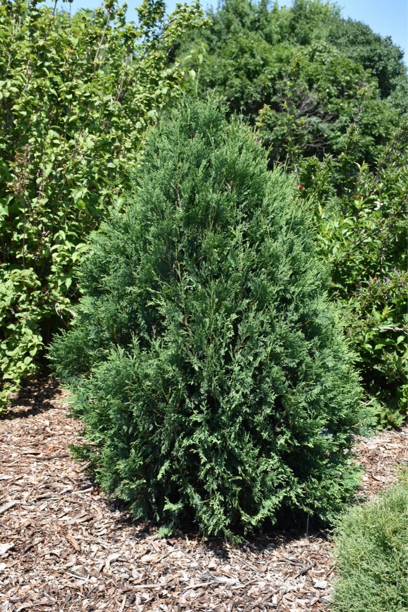 Arborvitae, Technito