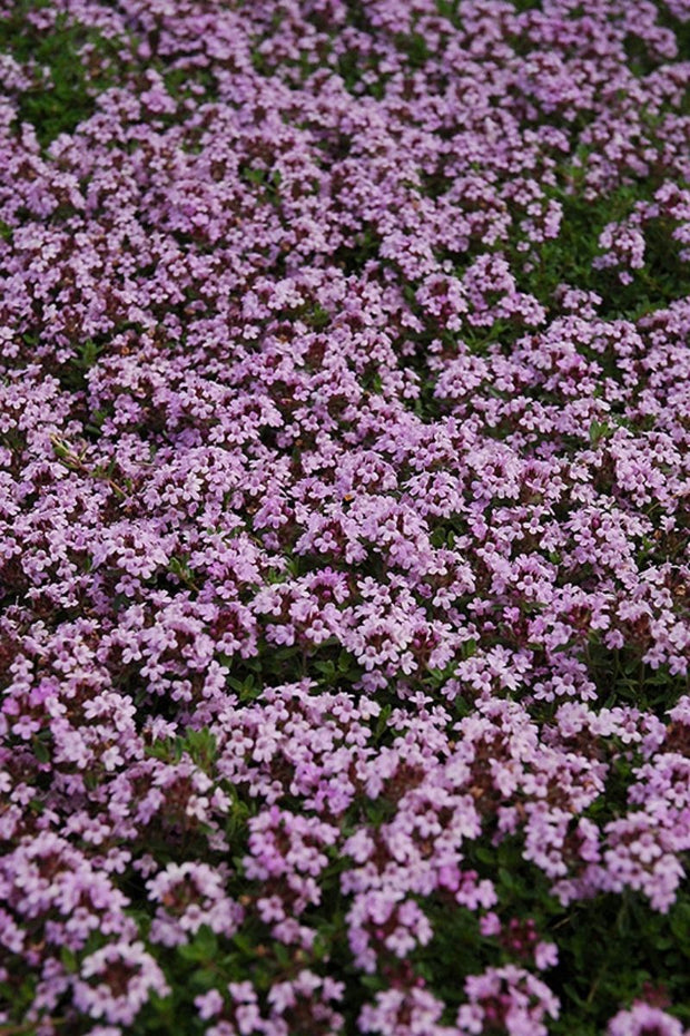 Thyme, Creeping Red