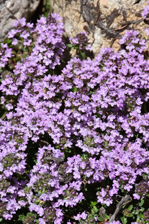 Thyme, Purple Carpet