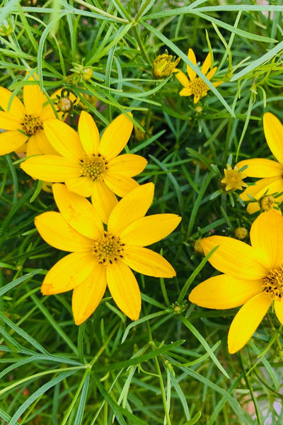 Coreopsis, Zagreb Threadleaf – Chalet