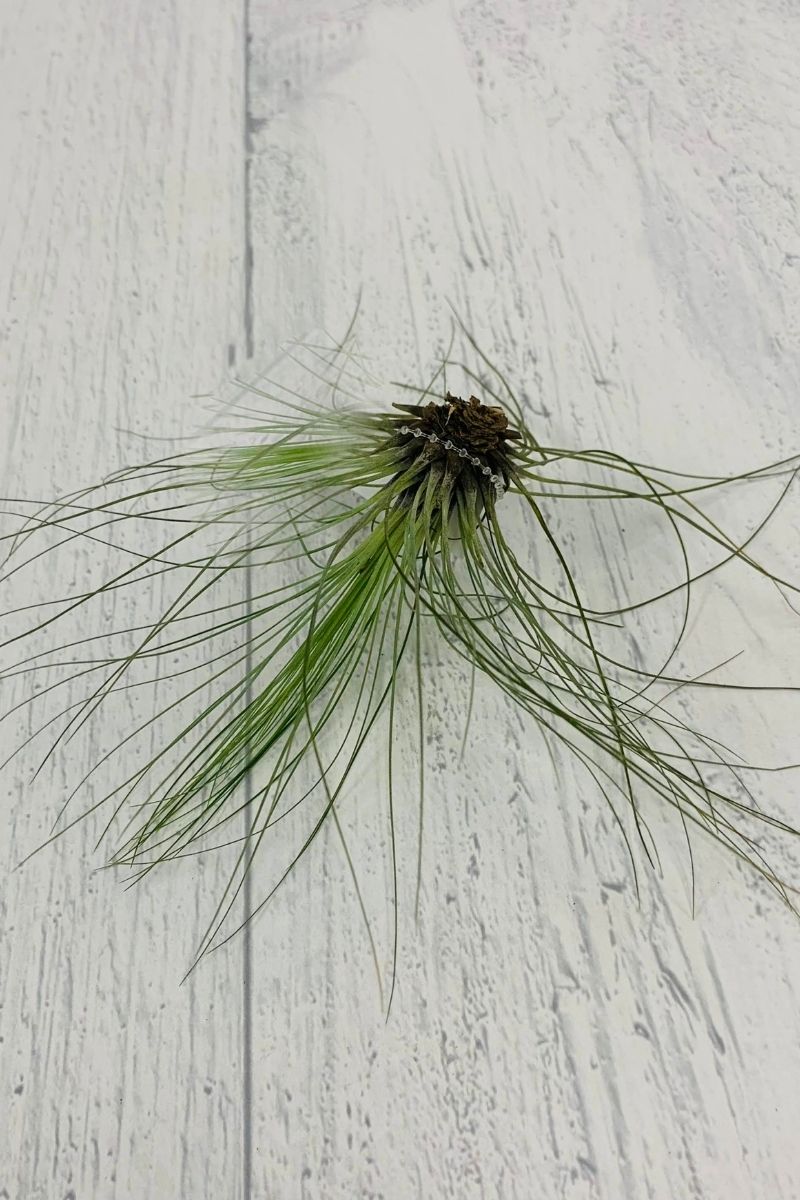 Tillandsia, Filifolia 2-3"