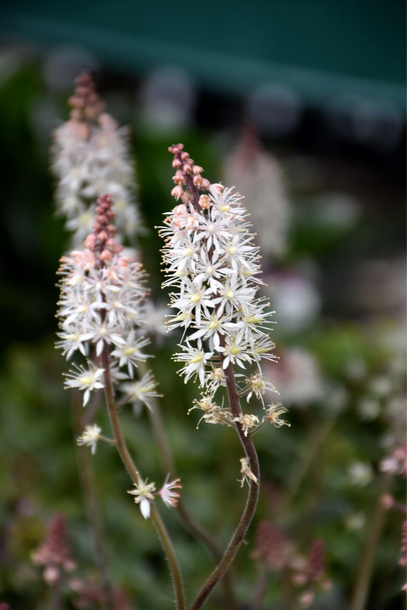 Foamflower, Pink Skyrocket
