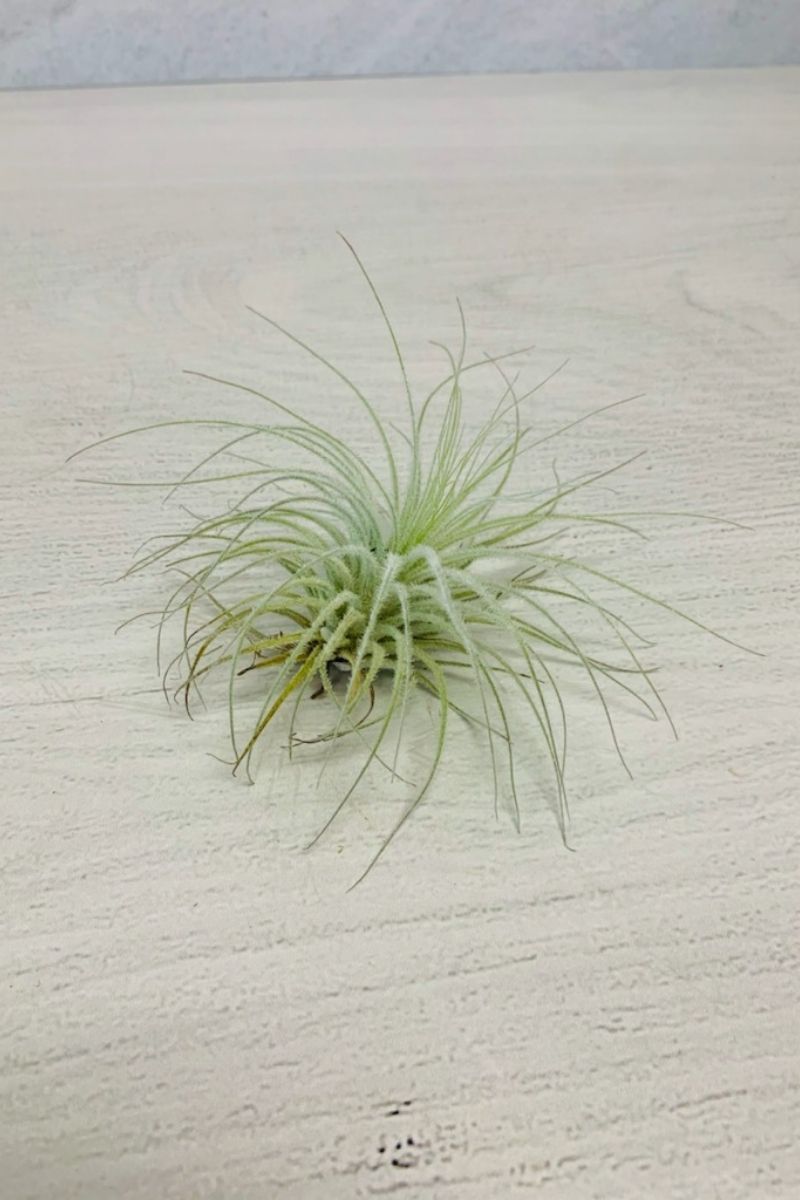 Tillandsia, Tectorum, 5-6"