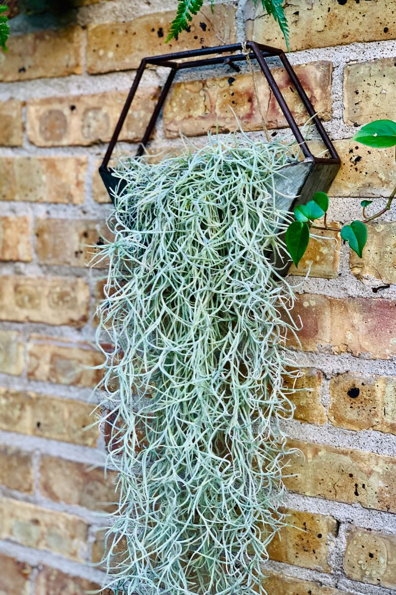 Tillandsia El Mejor Sp Moss