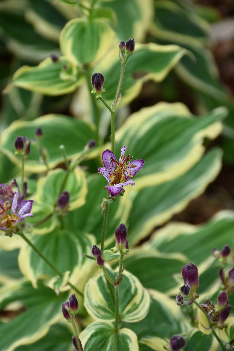 Toad Lily, Samurai