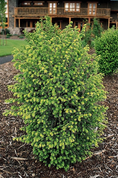 Hemlock, Emerald Fountain