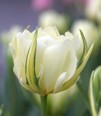 Tulip Exotic Emperor Bulbs 10/Pack