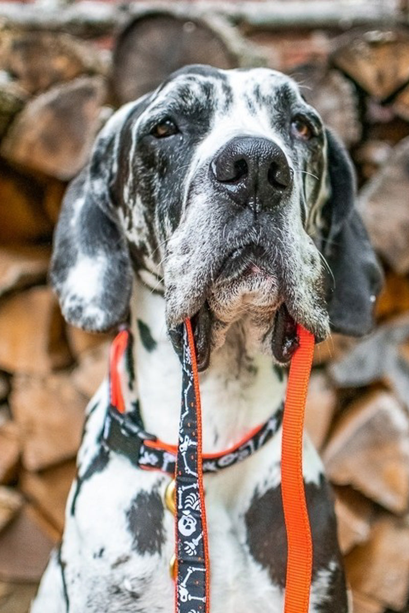 Up Country Bone Jangles Dog Lead 6' Narrow