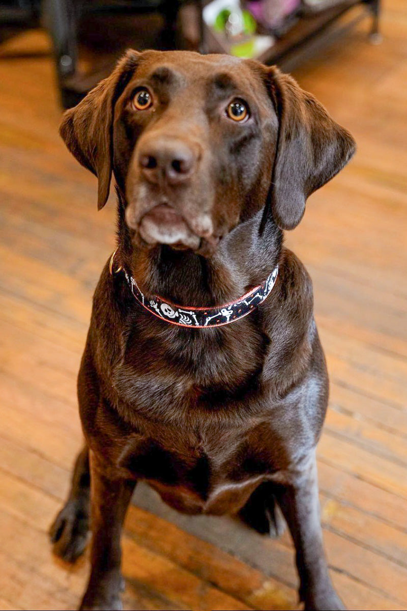 Up Country Bone Jangles Dog Collar Extra Large Wide
